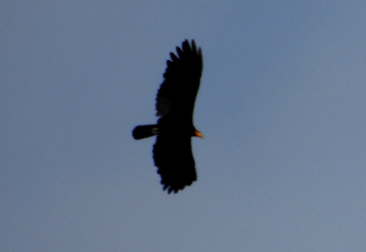 Greater Yellow-headed Vulture - ML619346599