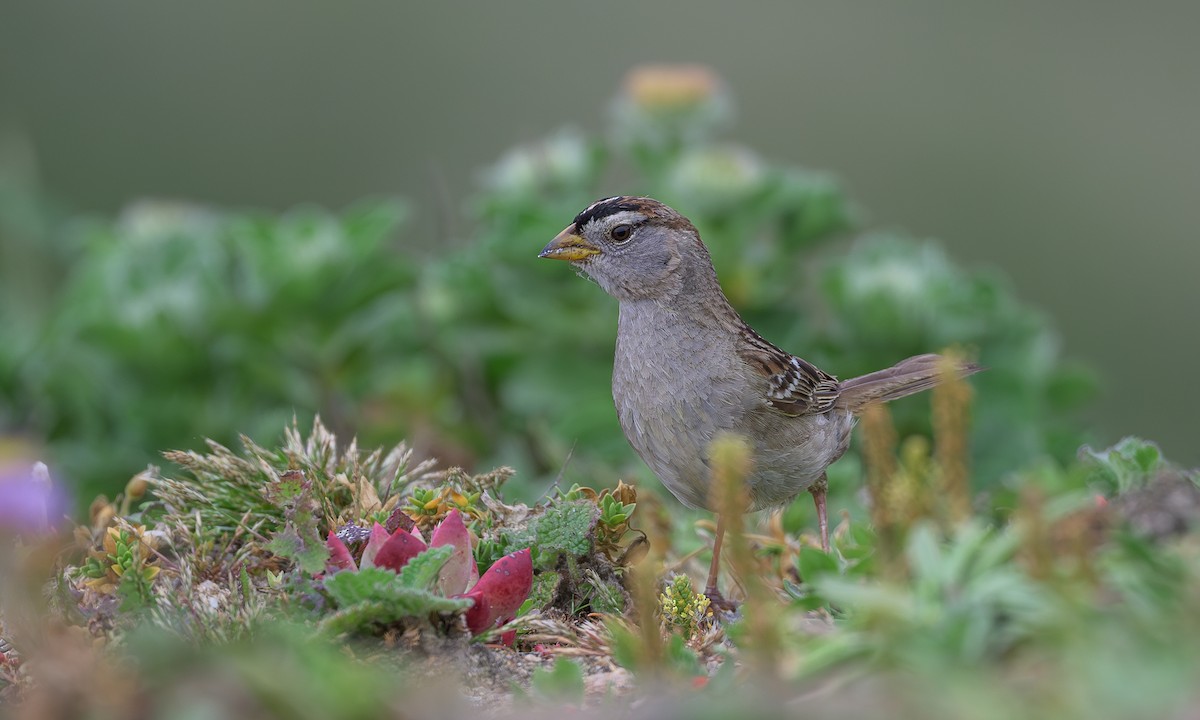White-crowned Sparrow - ML619346600
