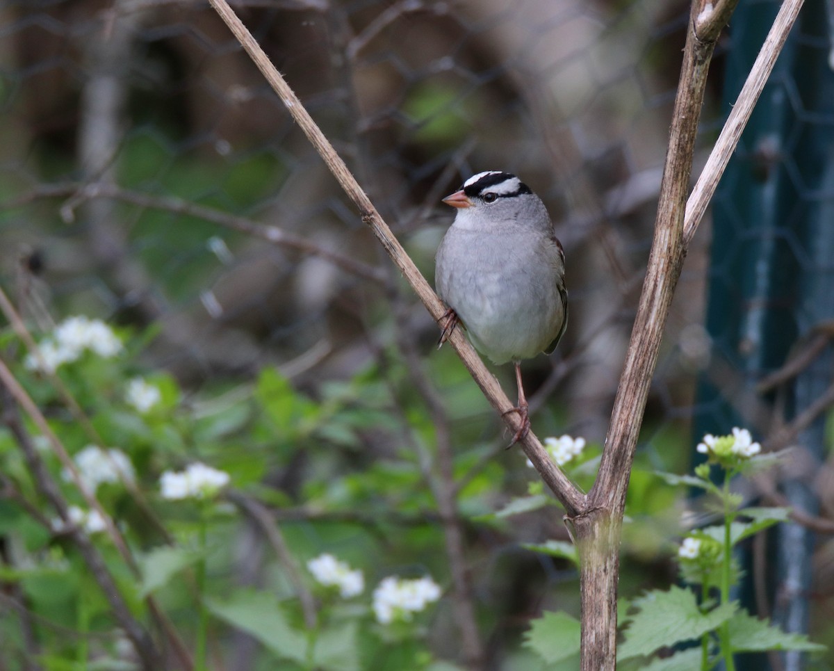 White-crowned Sparrow - ML619346605