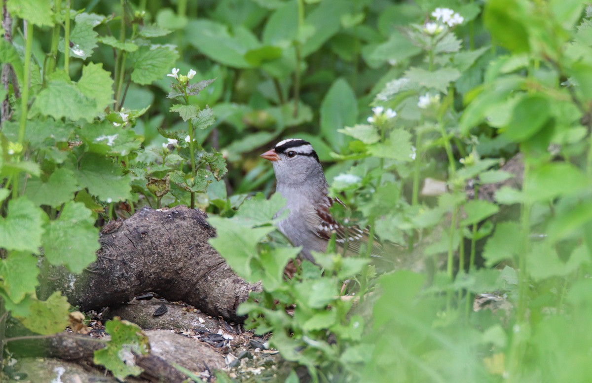 White-crowned Sparrow - ML619346606
