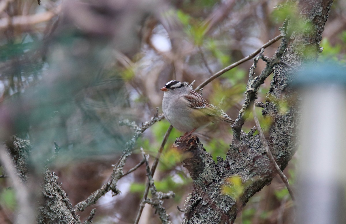 White-crowned Sparrow - ML619346607
