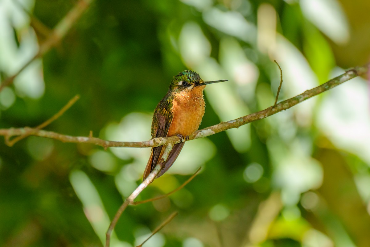 kolibřík brazilský - ML619346617