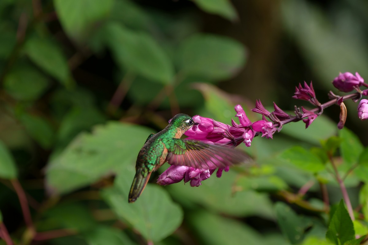 kolibřík brazilský - ML619346618