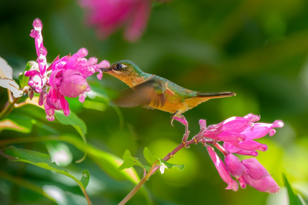 kolibřík brazilský - ML619346619