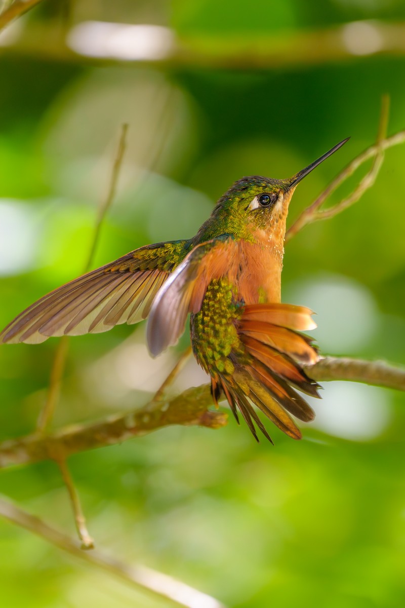 kolibřík brazilský - ML619346620