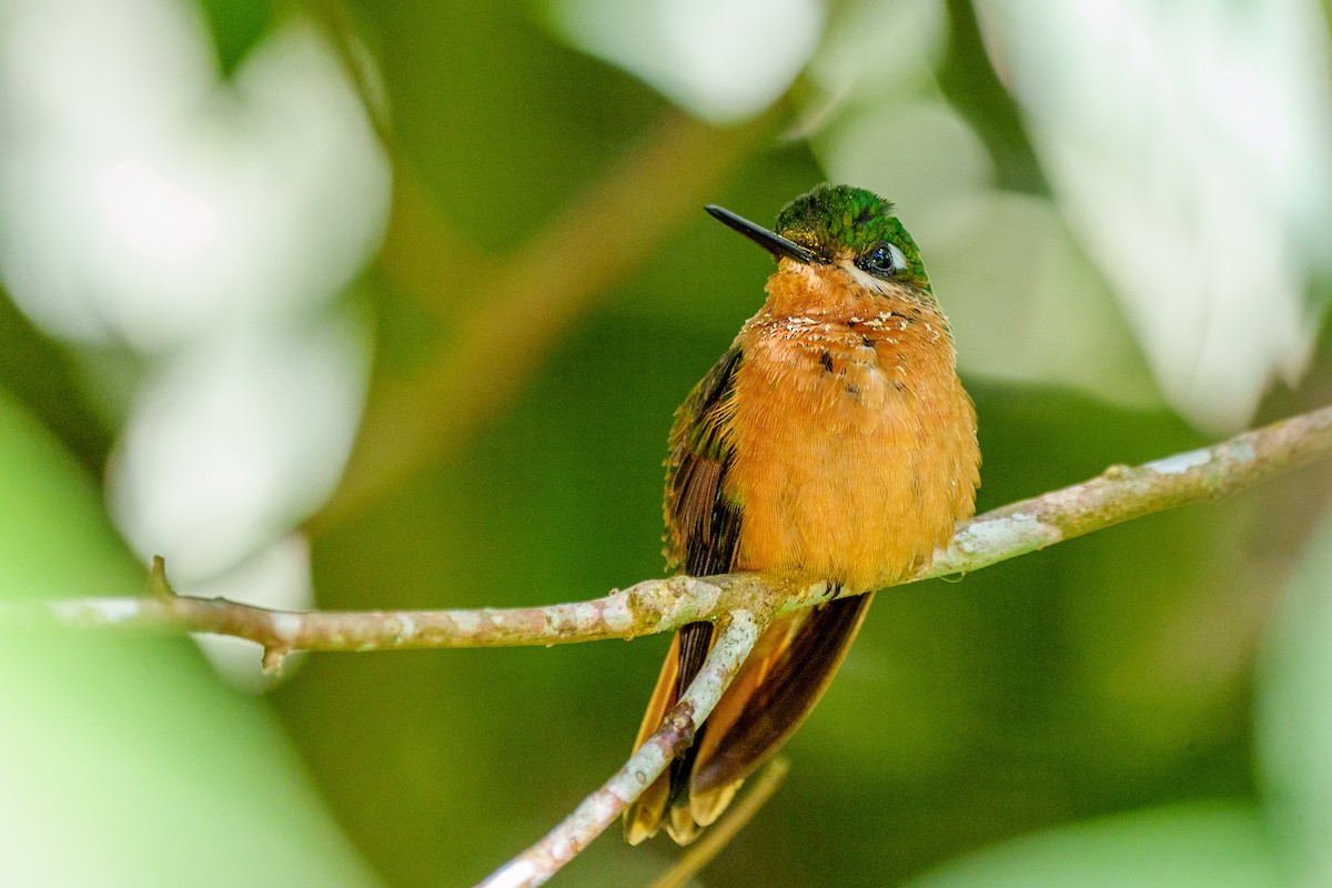 kolibřík brazilský - ML619346621