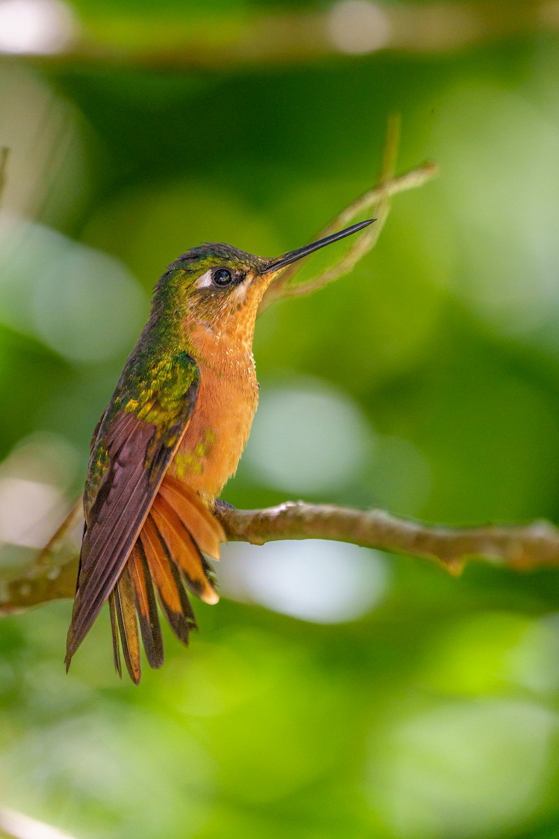 kolibřík brazilský - ML619346622
