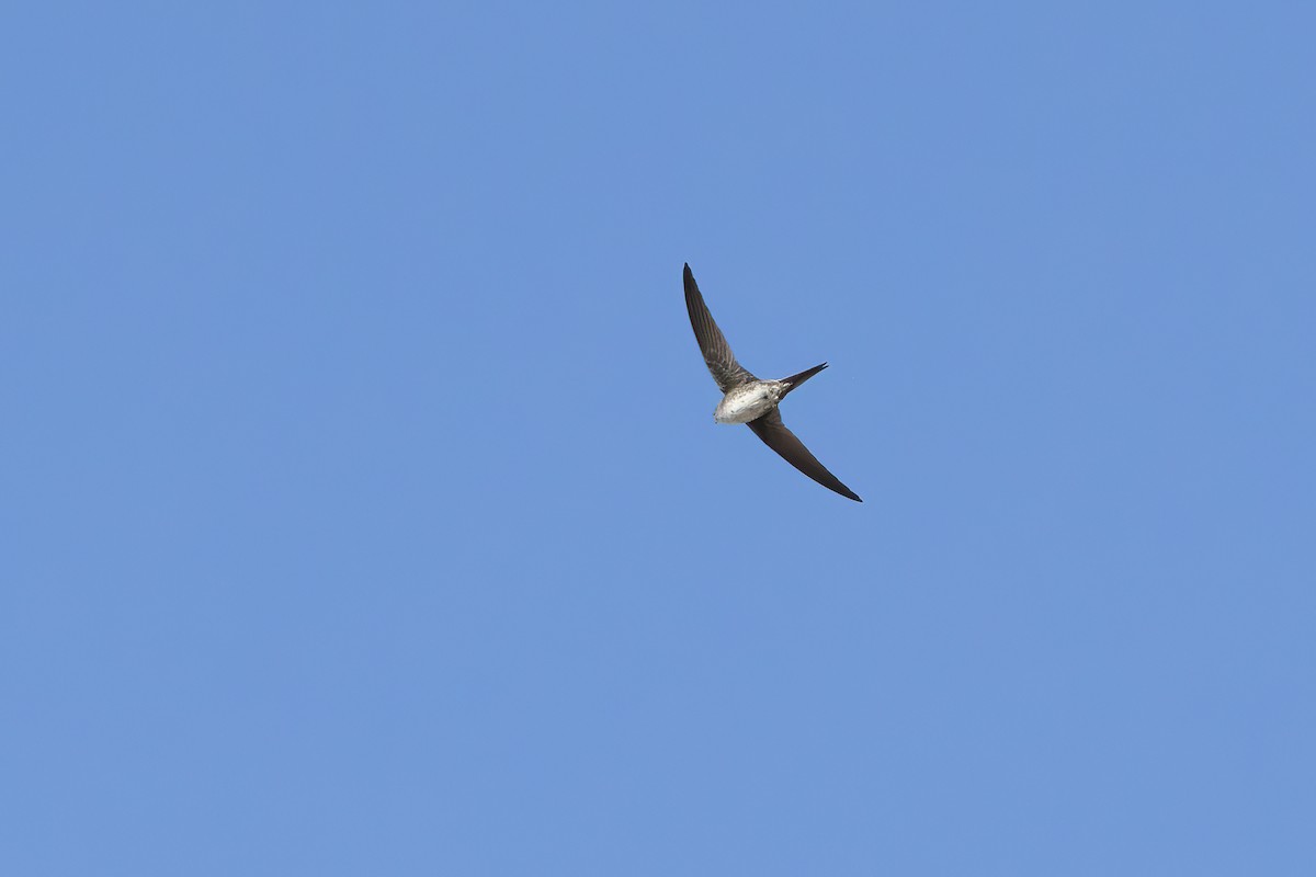 Fork-tailed Palm Swift - ML619346637