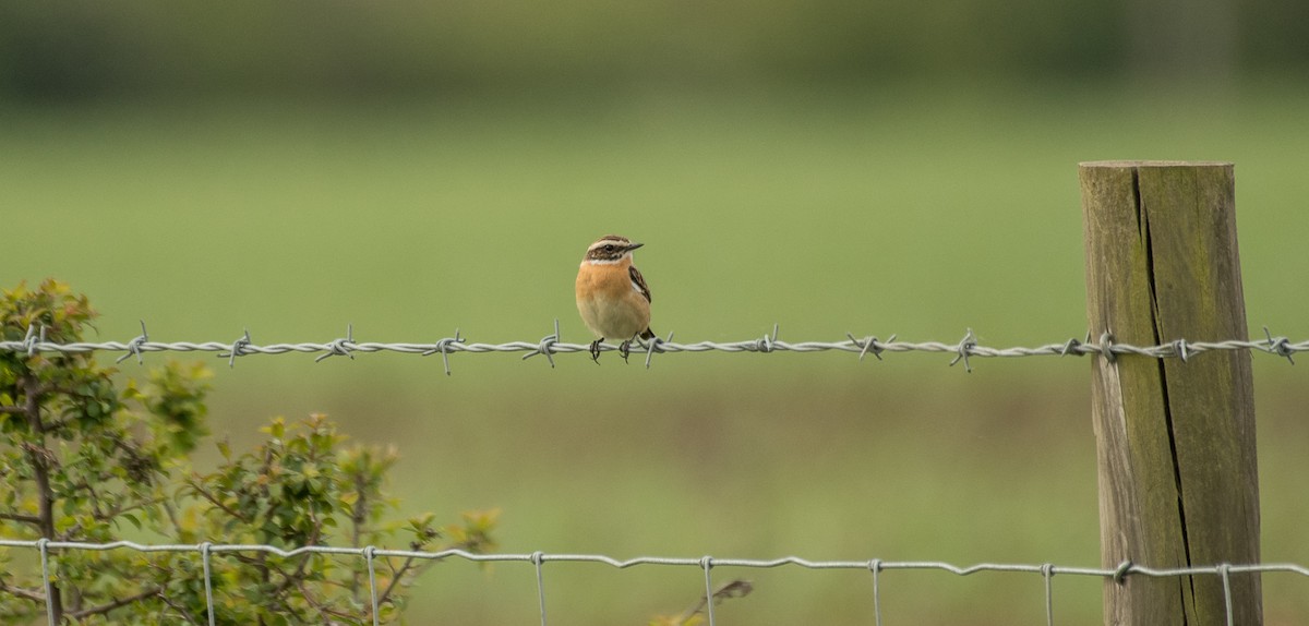 Whinchat - ML619346650