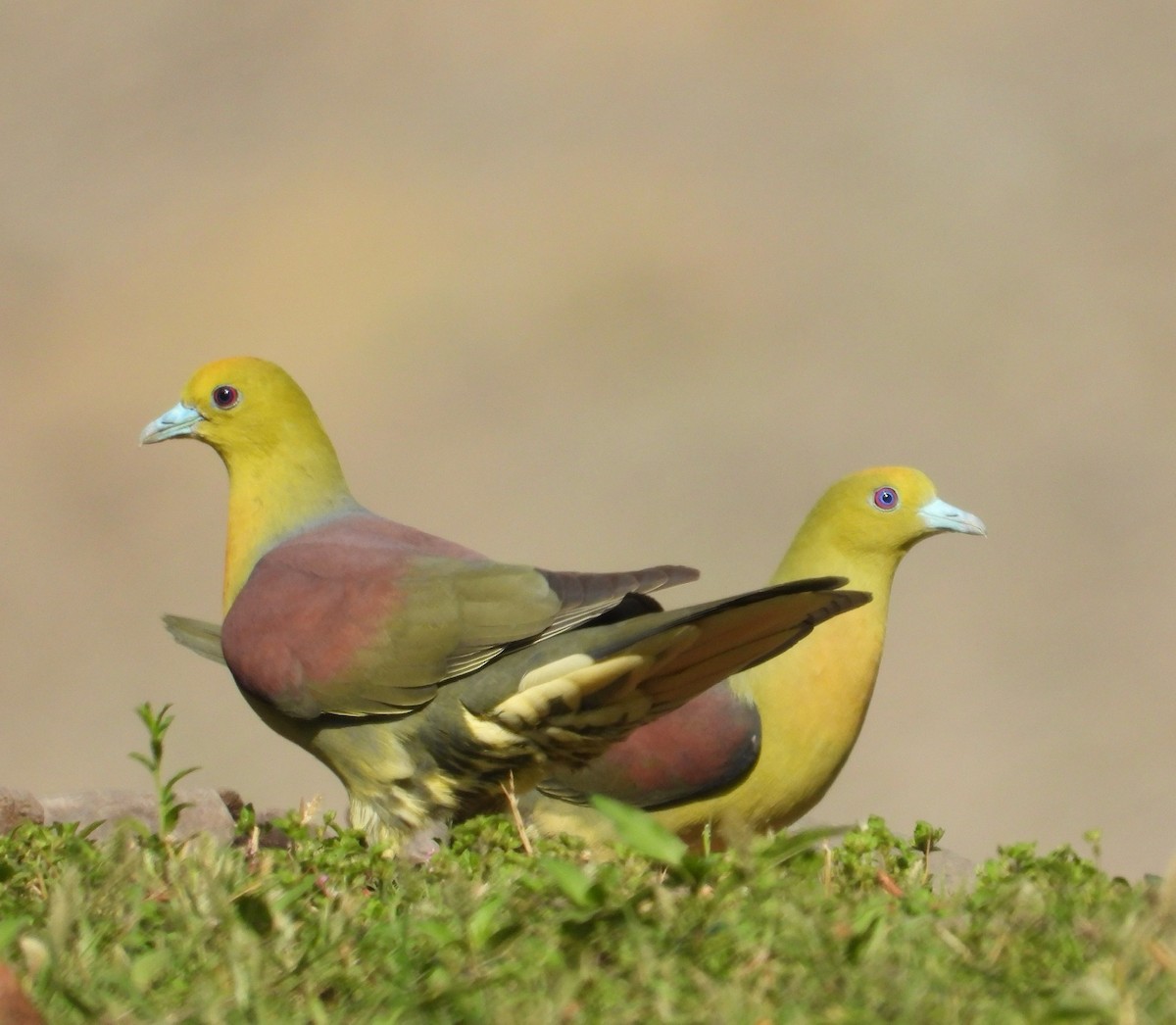 Wedge-tailed Green-Pigeon - ML619346653