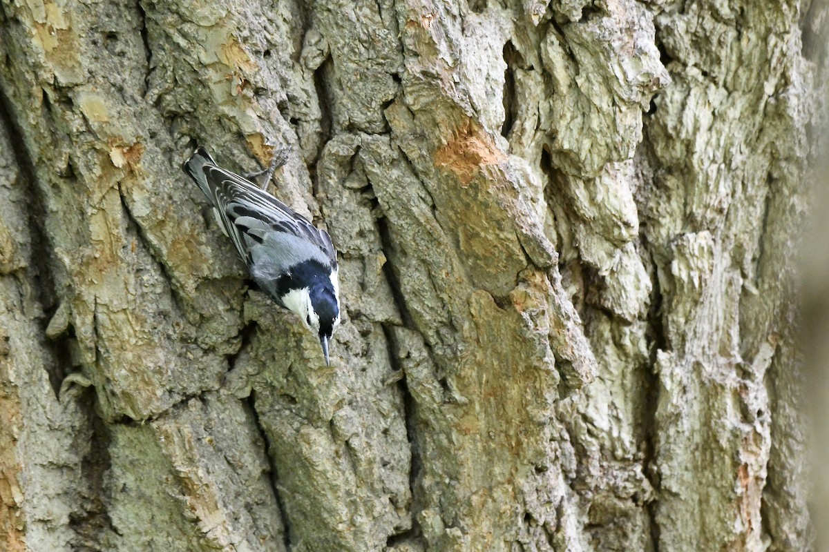 White-breasted Nuthatch - ML619346656