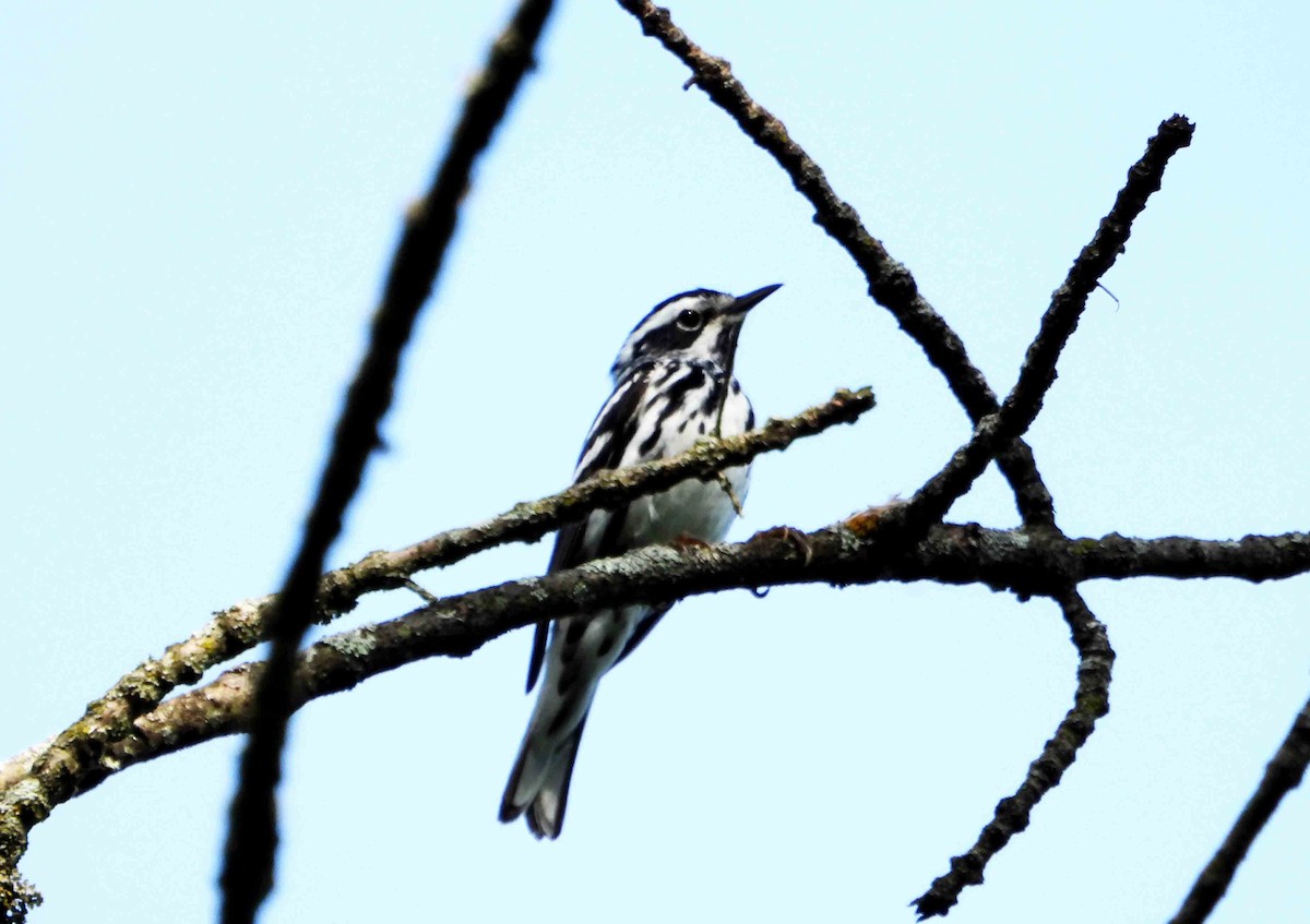 Black-and-white Warbler - ML619346659