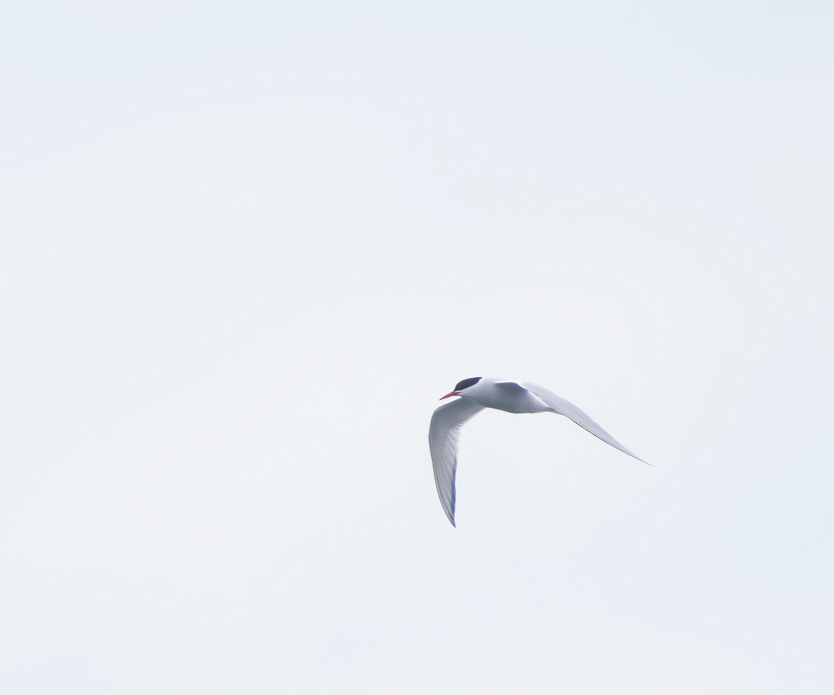 South American Tern - ML619346668