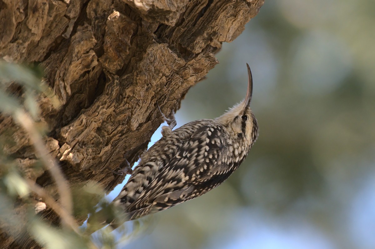 Indian Spotted Creeper - ML619346718