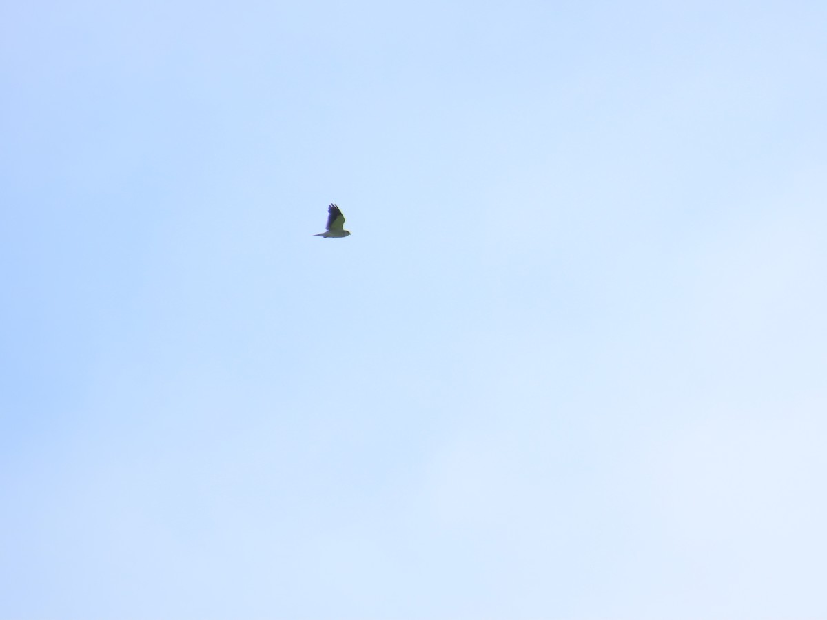 Black-winged Kite - ML619346773
