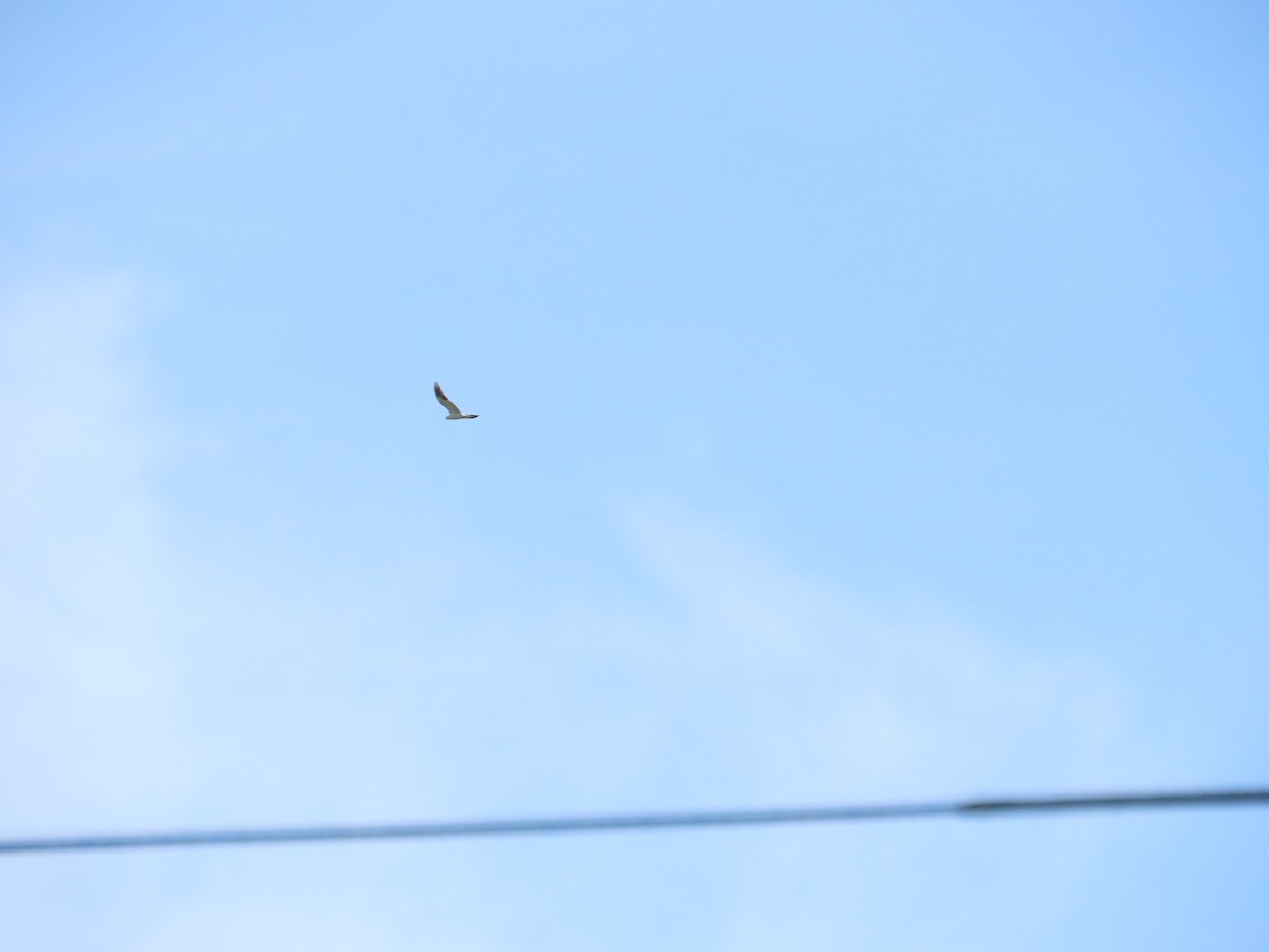 Black-winged Kite - ML619346774