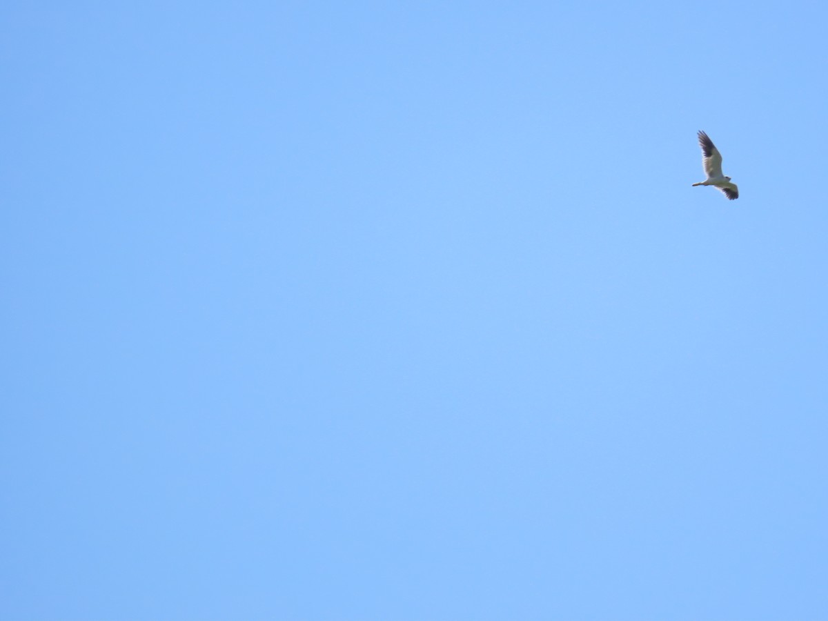 Black-winged Kite - ML619346776