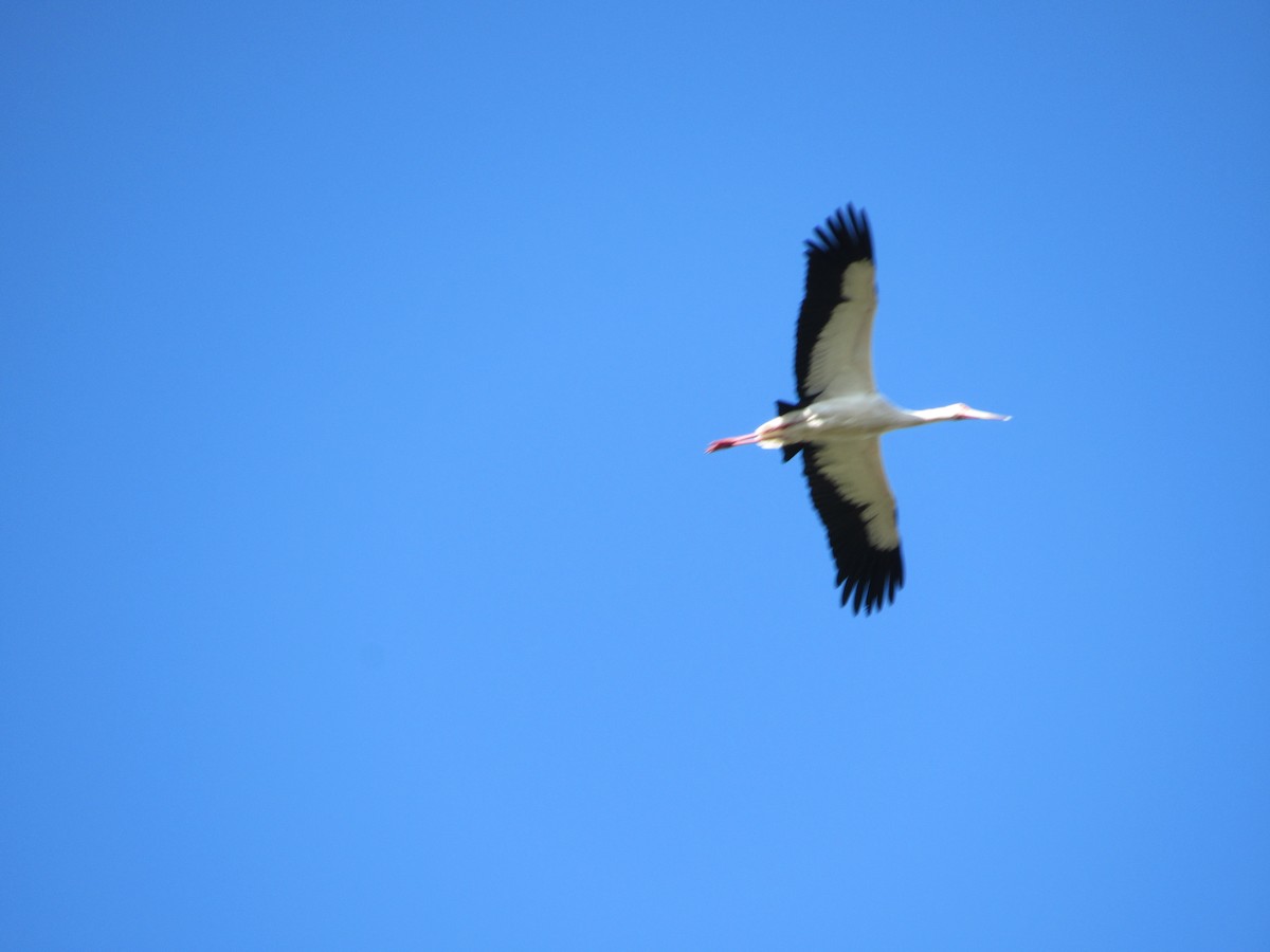 Maguari Stork - ML619346822