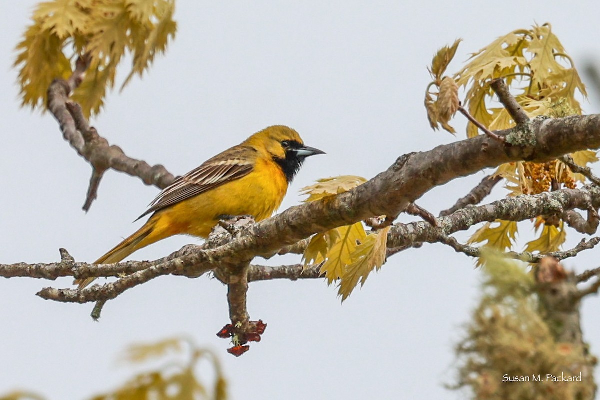 Orchard Oriole - ML619346832