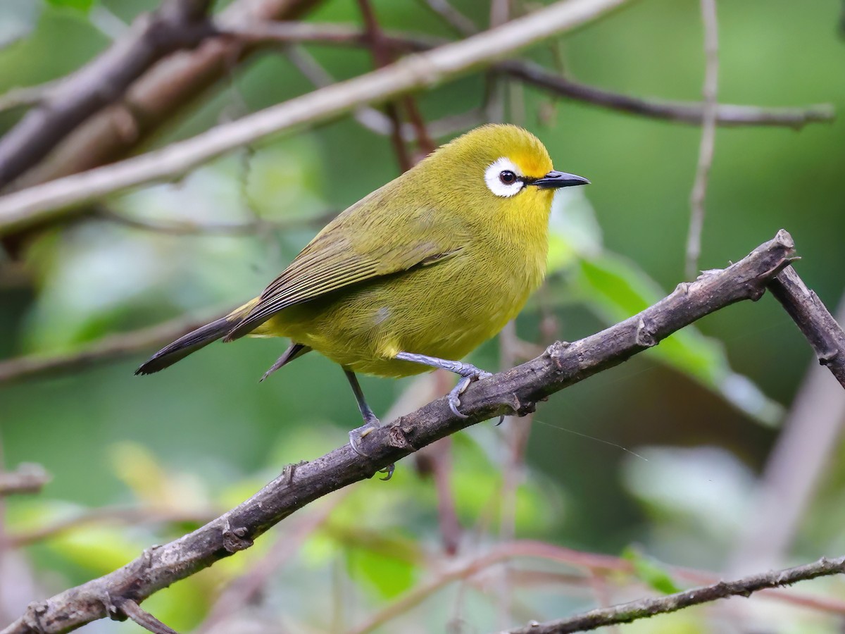 Mbulu White-eye - Zosterops mbuluensis - Birds of the World