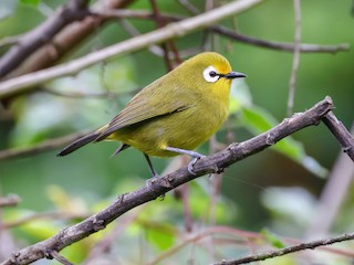 Mbulu White-eye - Zosterops mbuluensis - Birds of the World