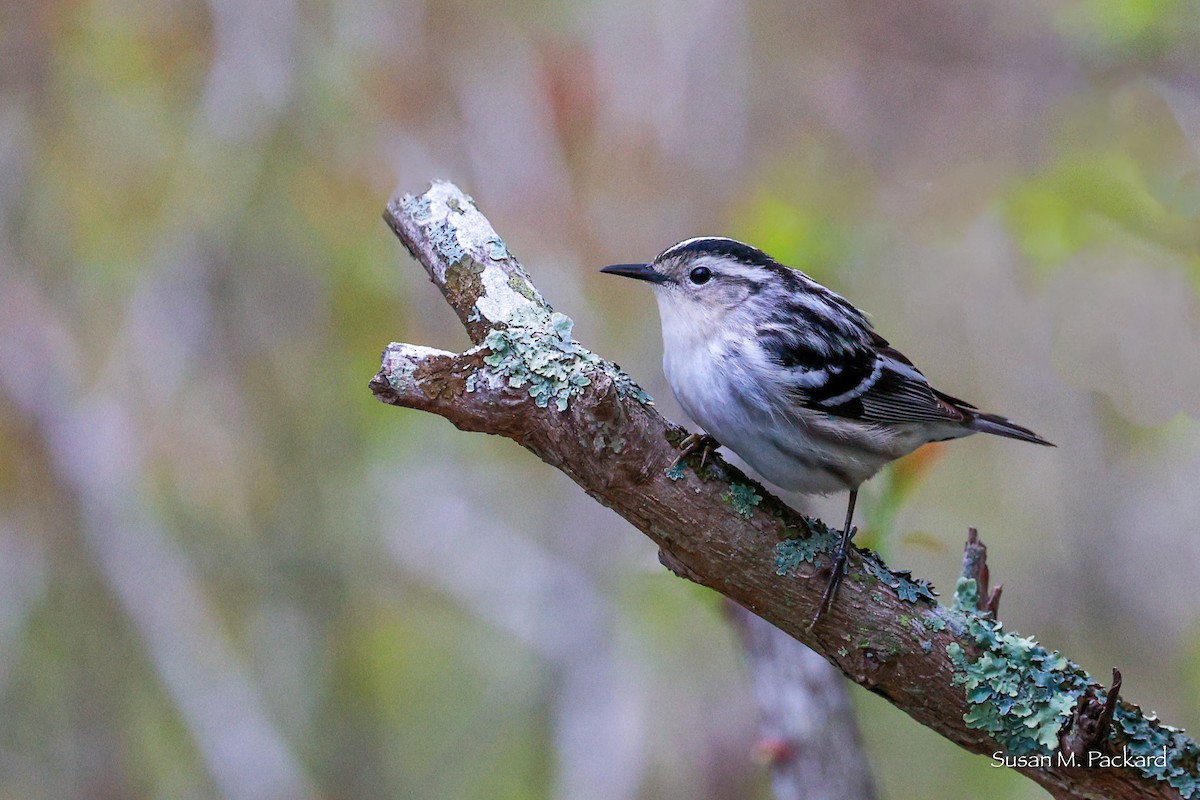Black-and-white Warbler - ML619346870
