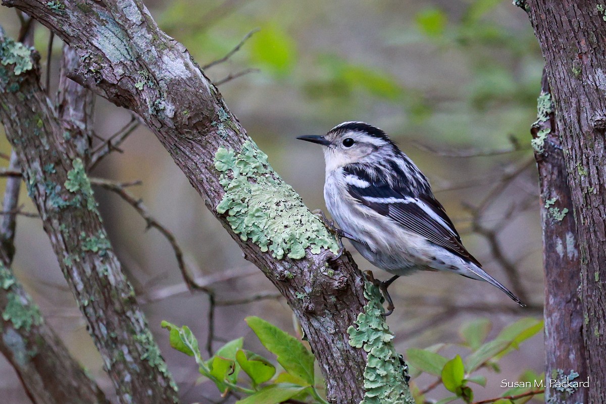 Black-and-white Warbler - ML619346871