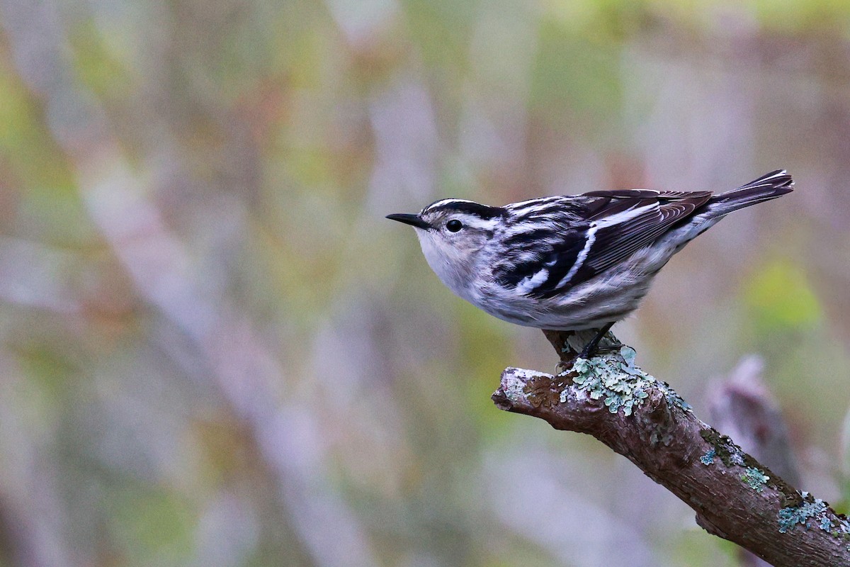 Black-and-white Warbler - ML619346872