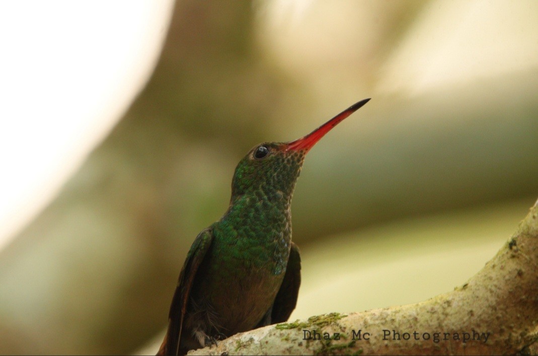 Rufous-tailed Hummingbird - ML619346873