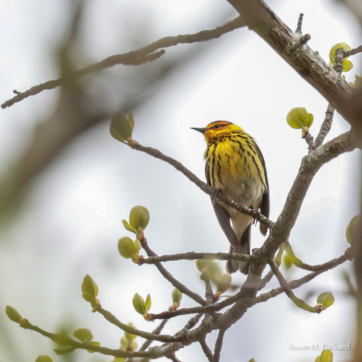 Cape May Warbler - ML619346891