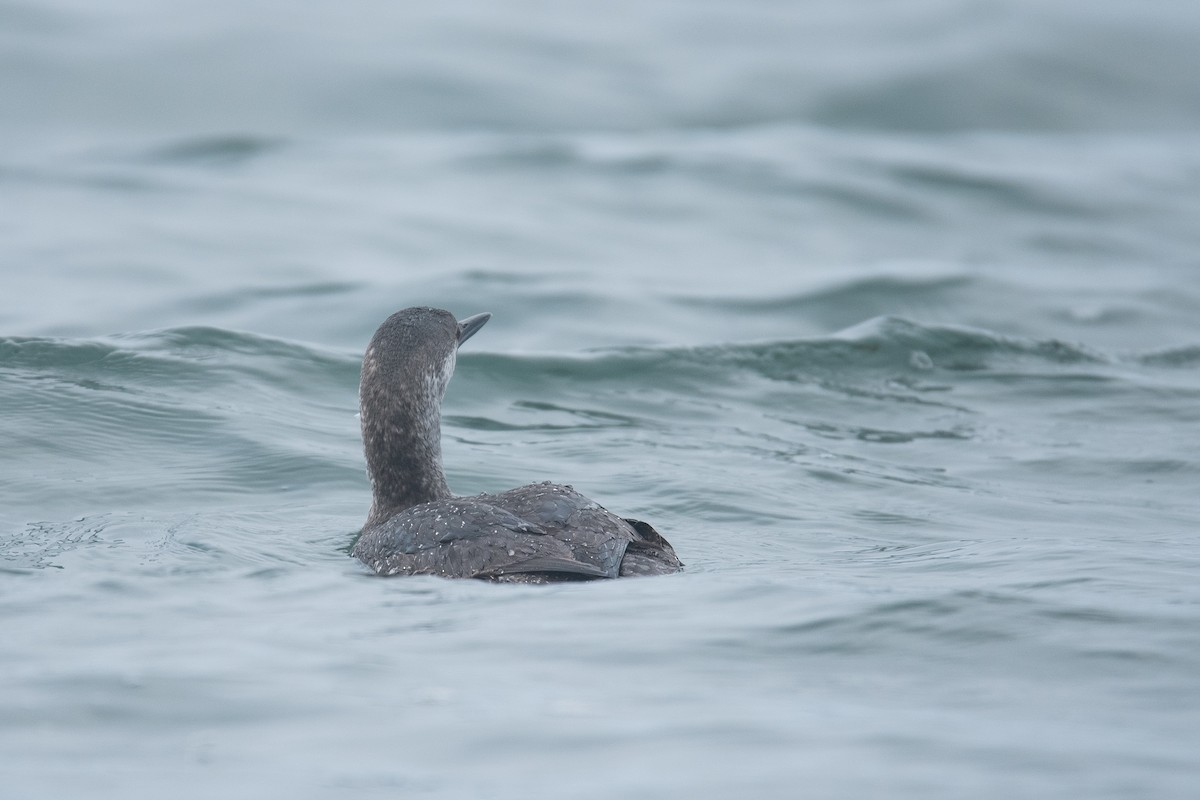 Red-throated Loon - ML619346939