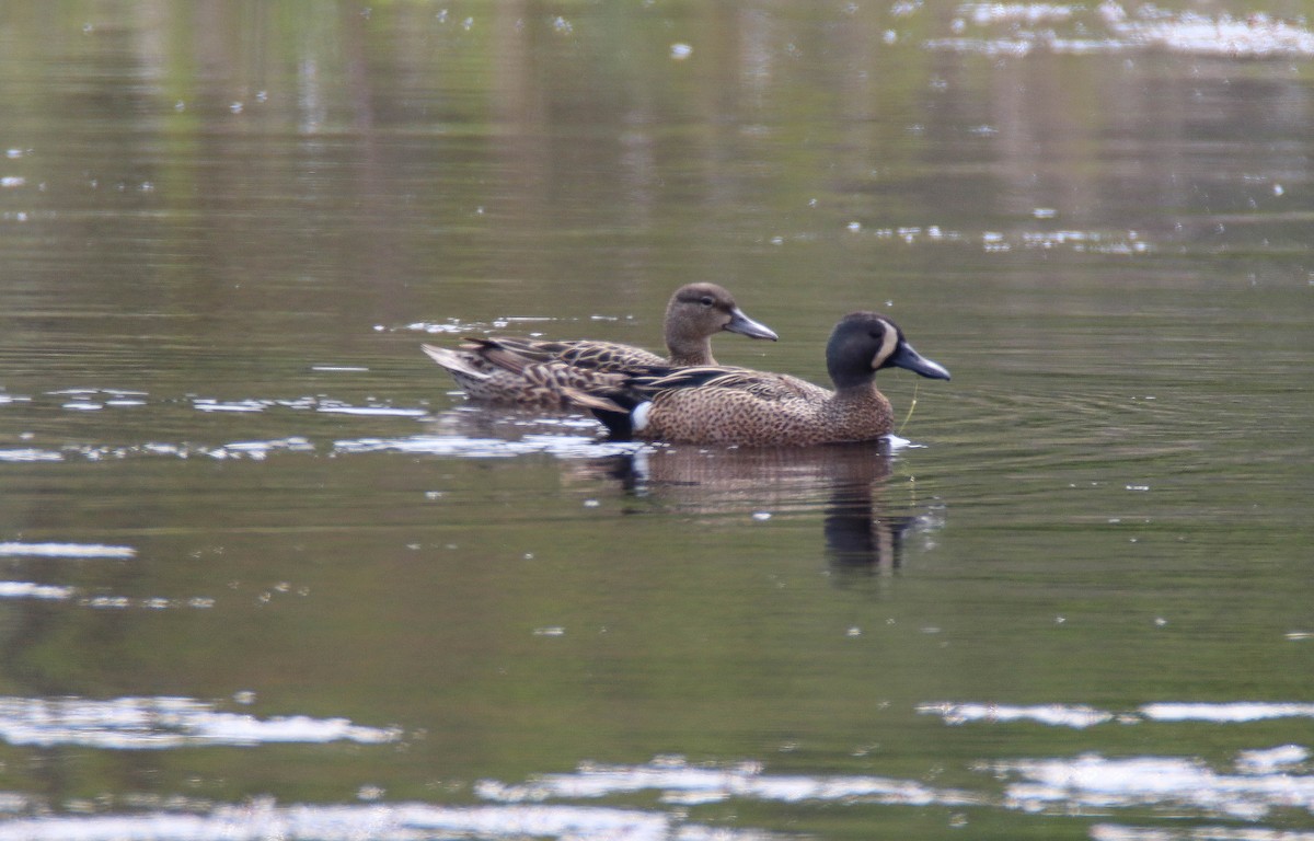 Blue-winged Teal - ML619346944