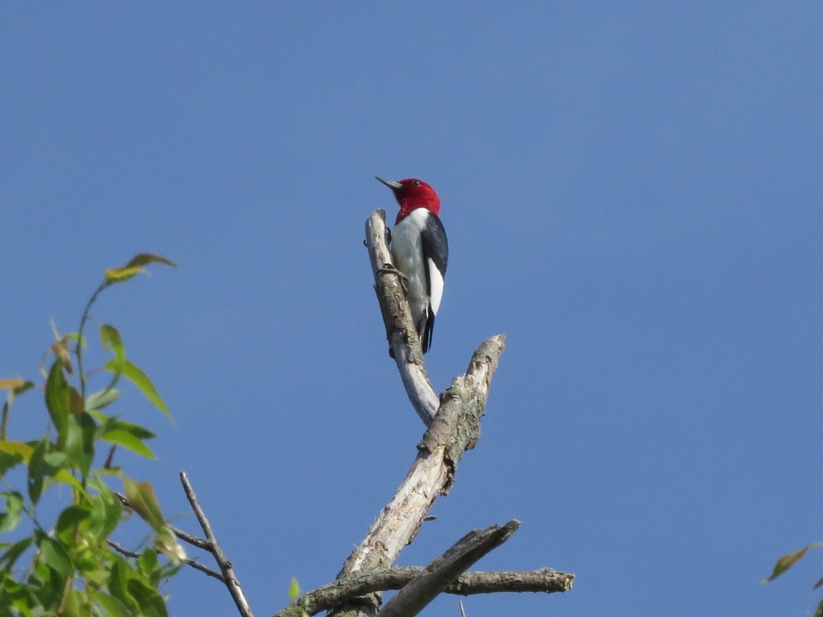 Red-headed Woodpecker - ML619346950