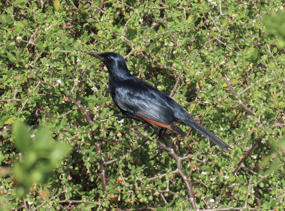 Red-winged Starling - ML619346958