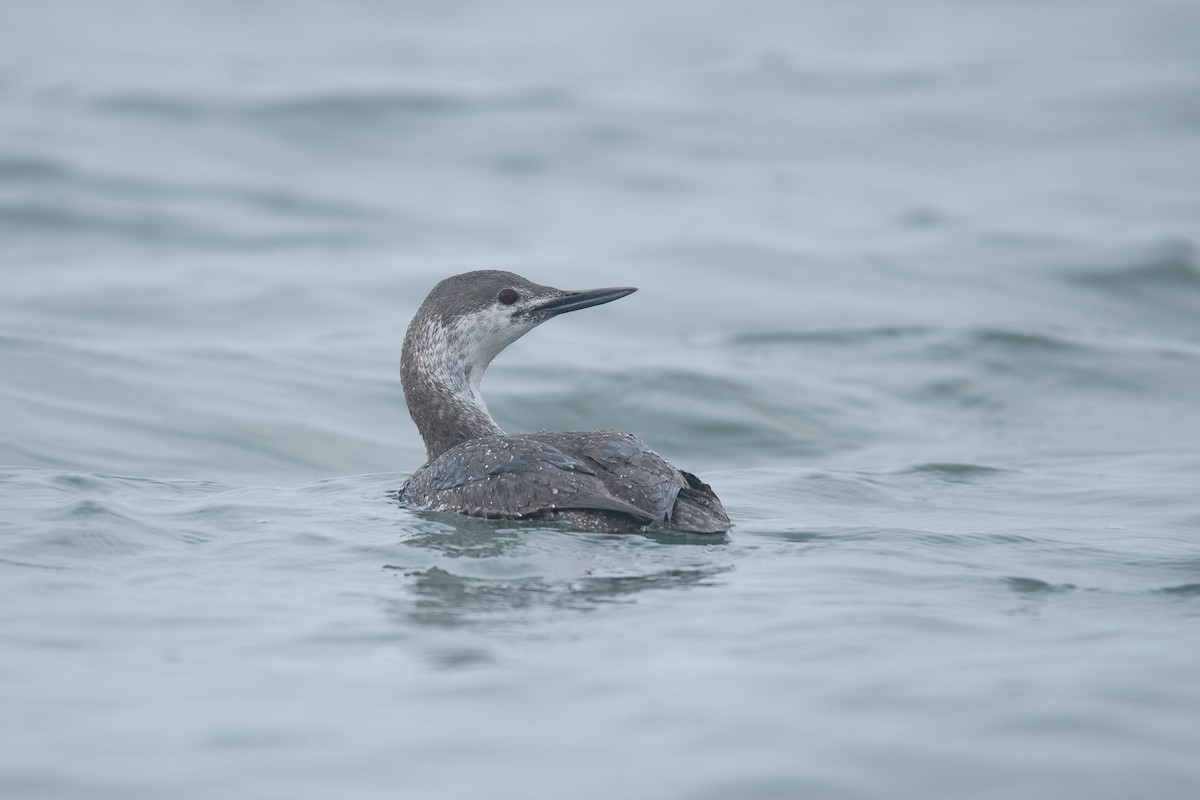 Red-throated Loon - ML619346976