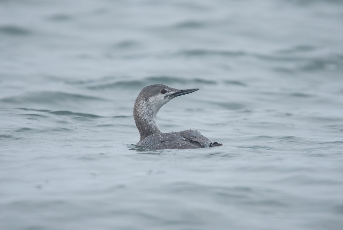 Red-throated Loon - ML619346977