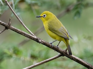 Pale White-eye - Zosterops flavilateralis - Birds of the World