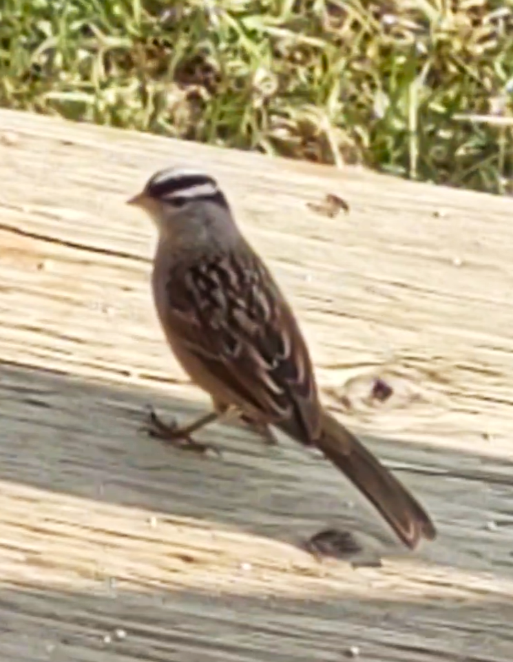 White-crowned Sparrow - ML619347106