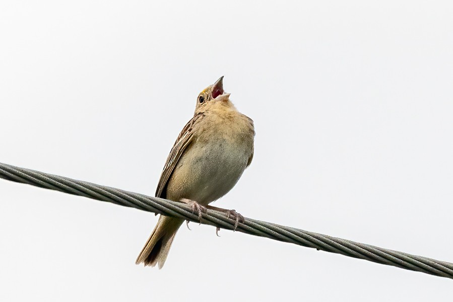 Grasshopper Sparrow - ML619347115