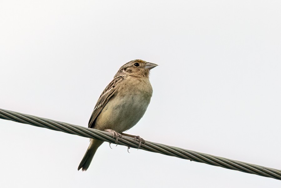 Grasshopper Sparrow - ML619347116