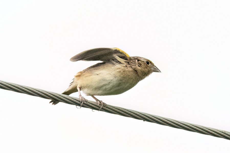 Grasshopper Sparrow - ML619347117