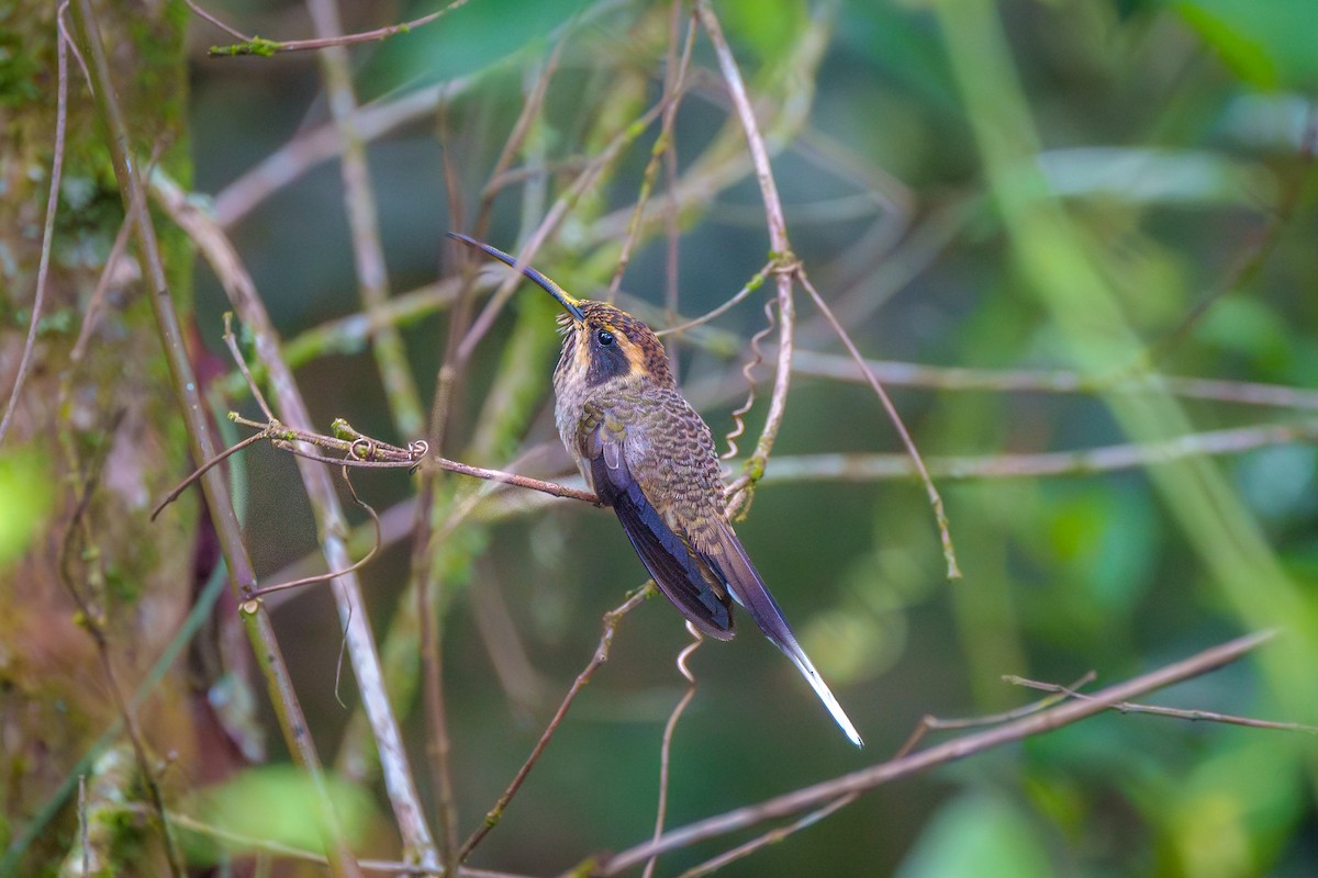 Scale-throated Hermit - ML619347124