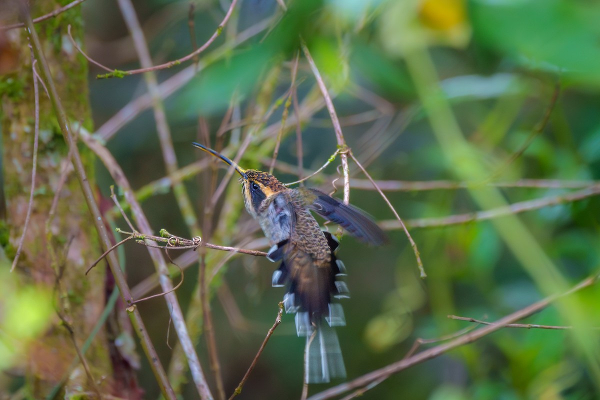 Scale-throated Hermit - ML619347125