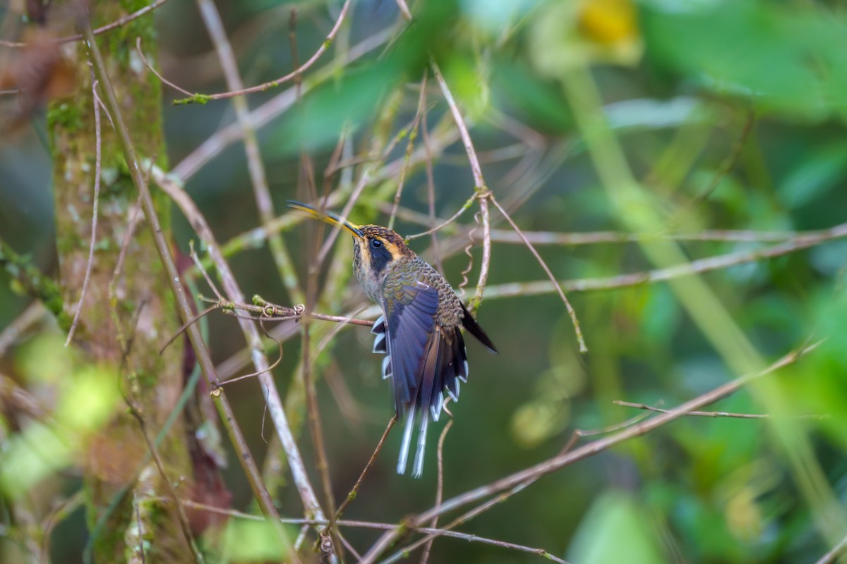 Scale-throated Hermit - ML619347126