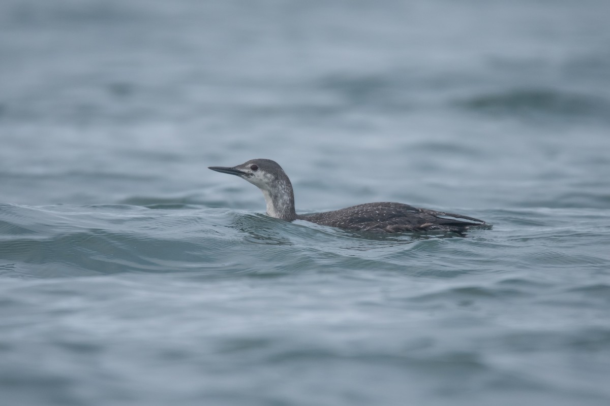 Red-throated Loon - ML619347163