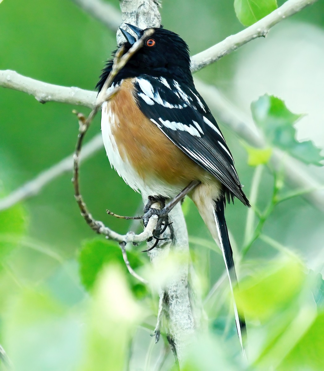 Spotted Towhee - ML619347173