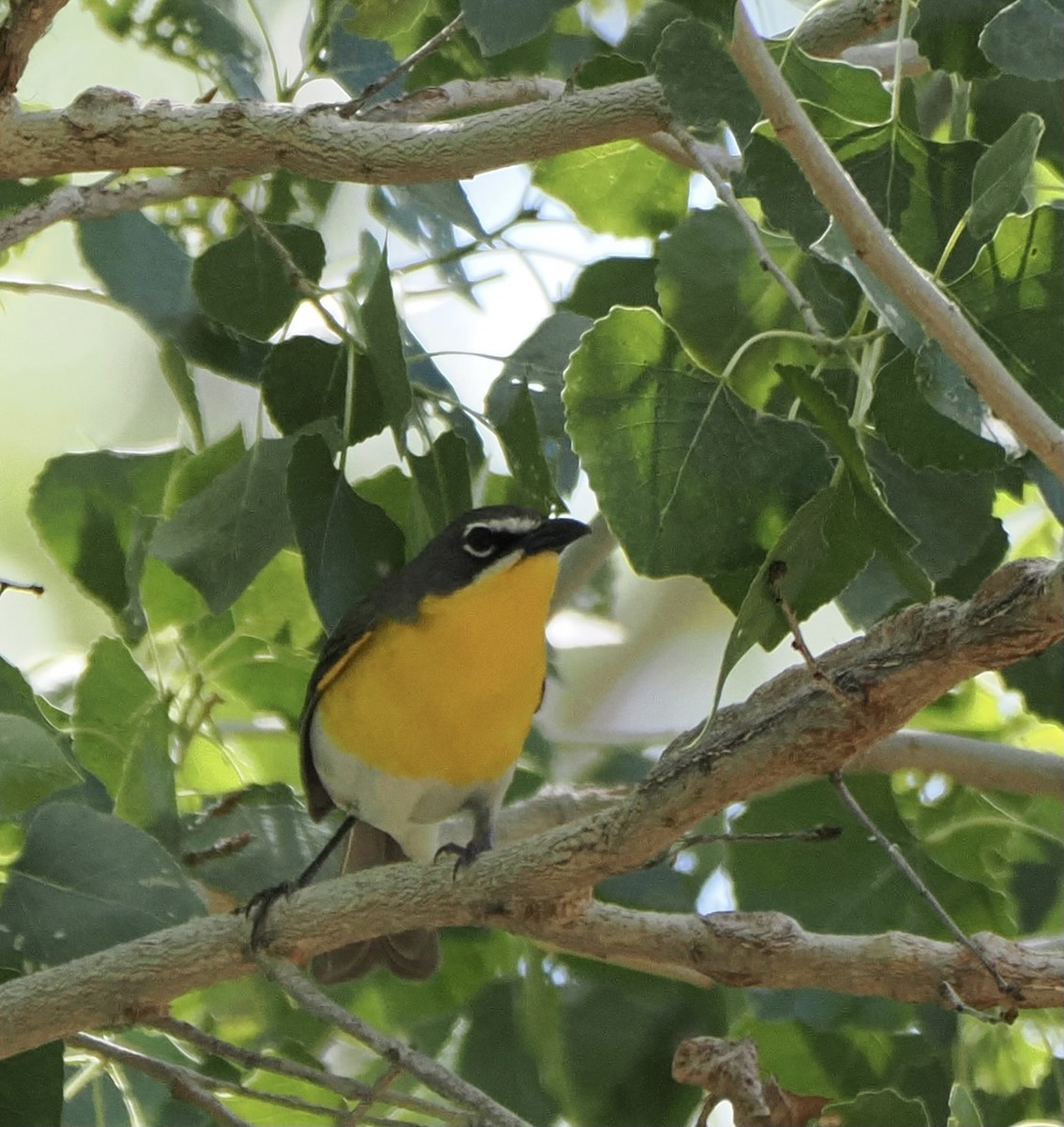 Yellow-breasted Chat - ML619347176