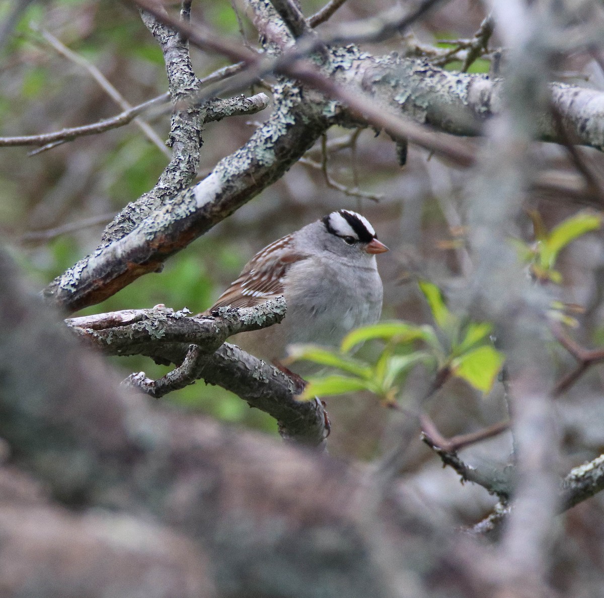 White-crowned Sparrow - ML619347179