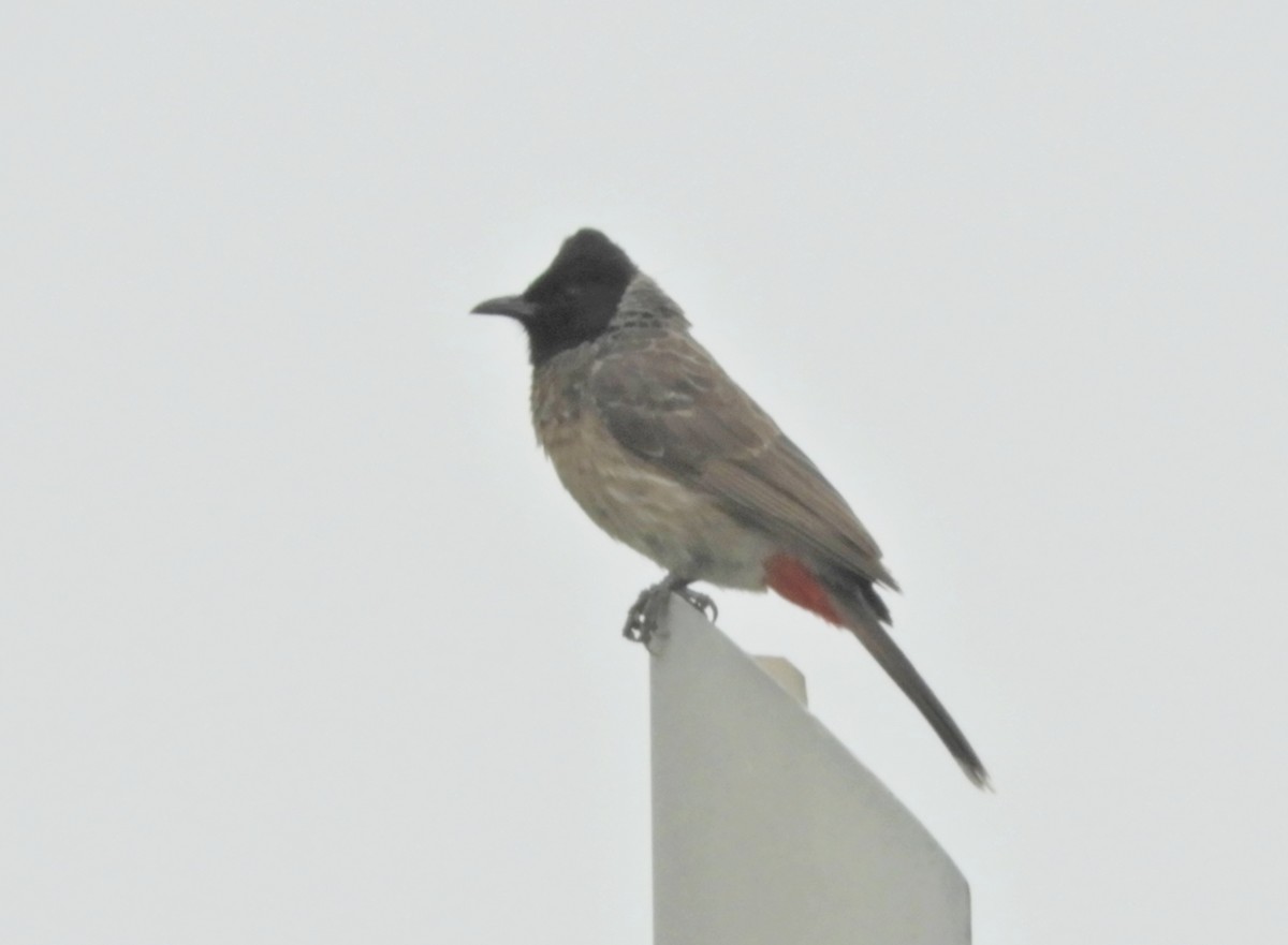 Red-vented Bulbul - ML619347197