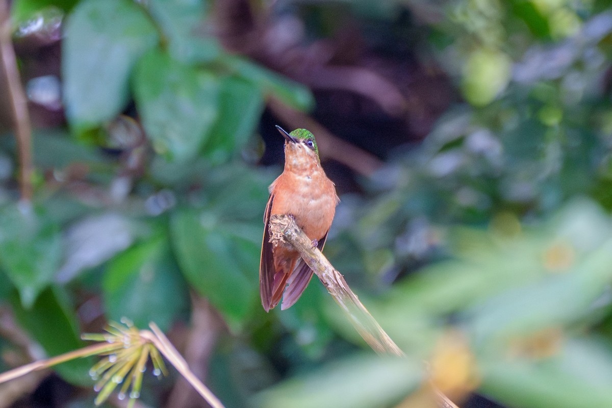 kolibřík brazilský - ML619347202